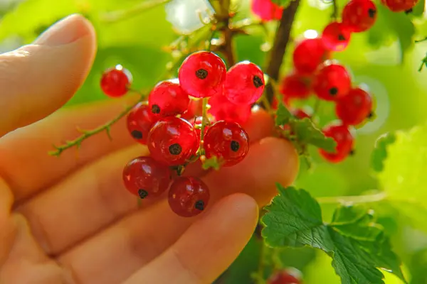Red currant in a female hand in the rays of the sun in a summer garden.Picking currant.Red currant harvest.summer berries in the garden. — Stock Photo, Image