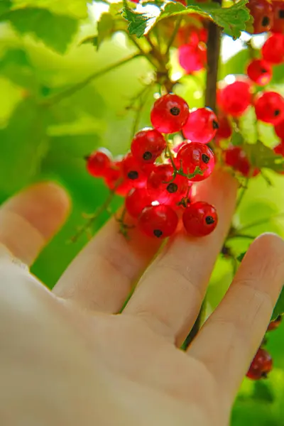 在阳光下，红色的醋栗在女性的手里。采摘咖喱夏天的浆果。. — 图库照片