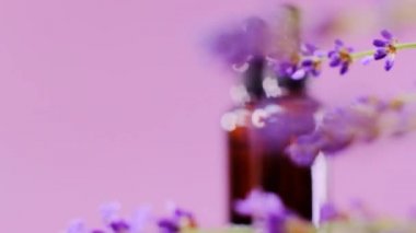 Lavanta yağı. Lavanta esansı. Lavanta kokulu. Aromaterapi ve masaj. Mor arka planda gerekli yağ setinin cam şişeleri ve lavanta çiçekleri..