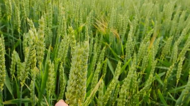 Récolte de blé. Fermier touchant une oreille de blé avec sa paume. — Video