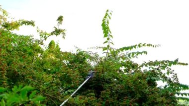 Bahçede uzun ağaçlar budamak. Teleskopik bahçe makasları yeşil dallar kesiyor. Bahçe teleskopik budama dalları. Budama aletleri. Bahçe ve tarım araçları. Bitki oluşum konsepti.