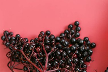 Mürver üzümleri, şarap rengi arka planda. Sambucus Berries. Yeşil eczane ve homeopati. Yaşlı böğürtlen hasadı. Üst görünüm, boşluğu kopyala. Kara böğürtlenli yaşlı dalları