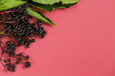 Mürver çilekleri, şarap rengi arka planda. Sambucus Berries. Yaşlı böğürtlen hasadı. Üst görünüm, boşluğu kopyala. Siyah bereli yaşlı dalları. Şifalı bitki.