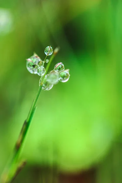 Drops on plants. Beautiful herbal background.Water drops on the stalks of the field grass.plant texture in green tones.field after the rain. Spring nature.Silhouettes of plants. — Stock Photo, Image
