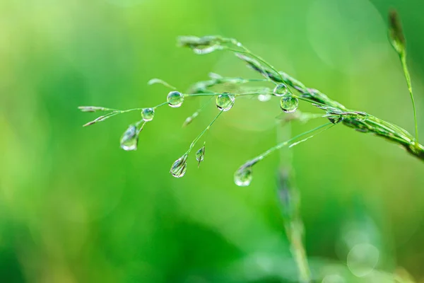 Water drops on the stalks of the field grass.Natural plant texture in green tones.field after the rain. Spring nature.drops on plants. Beautiful herbal background. — Stock Photo, Image