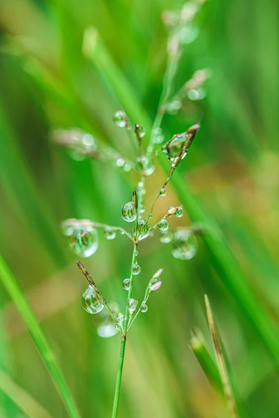 Water drops on the stalks of the field grass.Natural plant texture in green tones.field after the rain. Spring nature.Silhouettes of plants. — Stock Photo, Image