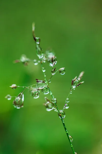 Drops on plants. Beautiful herbal background.Water drops on the stalks of the field grass.Natural plant texture in green tones.field after the rain.Silhouettes of plants. — Stock Photo, Image
