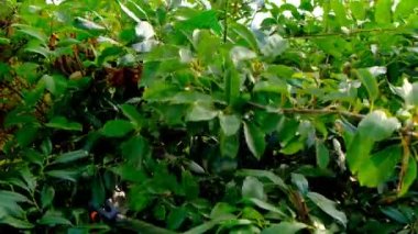 Pruning Aracı. Dalları budamak için teleskopik budayıcı. Bahçedeki ağaçları buduyor.