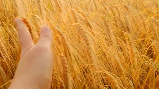 Trigo maduro. O fazendeiro passa a mão sobre as orelhas de trigo dourado.Spikelets de trigo amarelo maduro close-up. Movimento lento.Colheita de trigo. — Vídeo de Stock