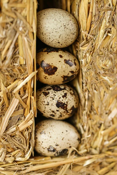 Quail eggs in straw.Organic farm natural quail eggs set.natural protein.Useful healthy food and products — Stock Photo, Image