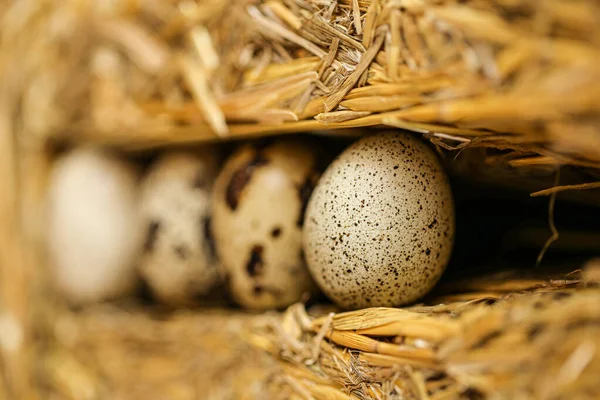 Uova di quaglia fila primo piano in straw.Organic premuto fattoria naturale uova di quaglia set.natural protein.healthy cibo — Foto Stock