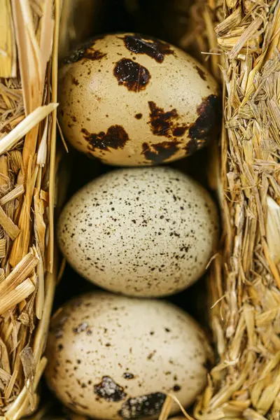 Uova di quaglia in straw.Organic premuto fattoria naturale uova di quaglia .proteine naturali.alimenti sani utili e prodotti — Foto Stock