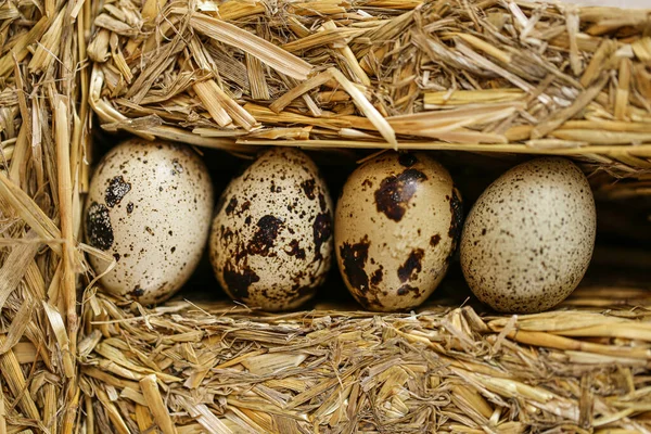 Uova di quaglia in straw.Organic premuto fattoria naturale uova di quaglia set.natural protein.Useful cibo sano e prodotti — Foto Stock