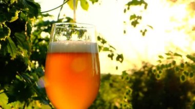 Bira köpüğü yakın plan. Zıplama konileri ve bira bir bardakta. Bira üretimi için yeşil hammadde. Zıplama çiftliğinde bir bardak bira..