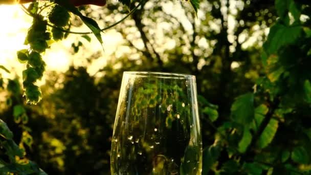 La birra lentamente si riversa in un bicchiere al sole.slow motion. Birra in vetro su sfondo luppolo verde. Coni di luppolo e birra in un bicchiere. Bicchiere di birra in una piantagione di luppolo. — Video Stock