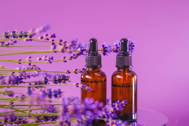 Lavanta esanslı yağ, romaterapi ve masaj. Şişe yağı ve lavanta çiçekleri mor bir arka plan lavanta aroması. Lavanta kokulu esans.. 