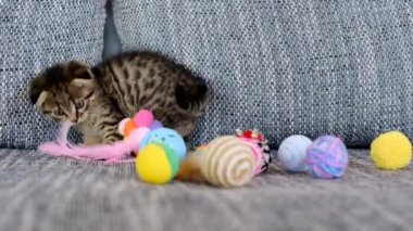 Kedi ve oyuncaklar. Oyuncak kedi. Tekir kedi gri bir kanepede oyuncaklarla oynuyor.