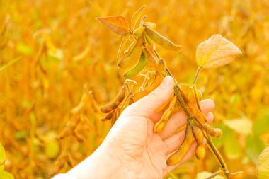 Soya fasulyesi tarlasında çiftçi. Olgun soya fasulyesi kabukları, olgun soya fasulyesi tarlasında..