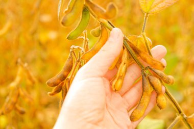 Soya tarlasında çiftçi. Olgun soya fasulyesi kabukları. Olgun soya tarlasında. Çiftçi soya fasulyelerini olgunluk için kontrol ediyor..