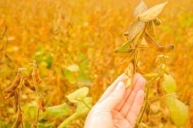 Soya fasulyesi tarlasında çiftçi. Olgun soya fasulyesi kabukları. Olgun soya tarlasında. Çiftçi soya fasulyelerini olgunluk için kontrol ediyor..