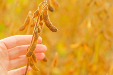 Soya fasulyesi tarlasında çiftçi. Olgun soya fasulyesi kabukları olgunlaşmış soya fasulyesi tarlasında. Çiftçi soya fasulyelerini olgunlaşmış mı diye kontrol eder.. 