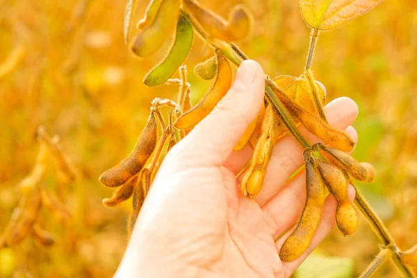 Soya tarlasında çiftçi. Olgun soya fasulyesi kabukları. Olgun soya tarlasında. Çiftçi soya fasulyelerini olgunluk için kontrol ediyor..