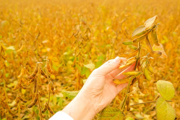  Olgun soya fasulyesi kabukları olgunlaşmış soya fasulyesi tarlasında. Çiftçi soya fasulyelerini olgunlaşmış mı diye kontrol eder.. 