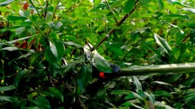 Teleskopik bahçe makasları dalları yakından kesiyor. Bahçe ve tarım aletleri..