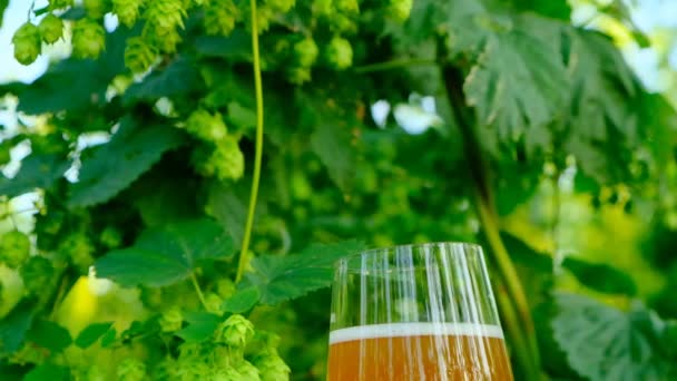 Sör üvegben, zöld komló hátteren.Hop kúp és sör egy pohárban. Zöld alapanyag sörgyártáshoz.üveg sör komlóültetvényen. — Stock videók