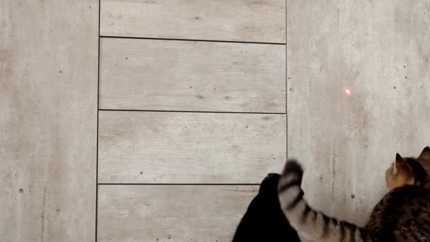 Gatto e laser puntino incandescente. I gattini a strisce nere e grigie giocano con il giocattolo incandescente laser. Gattino e giocattoli. Gattino giocoso.. — Video Stock