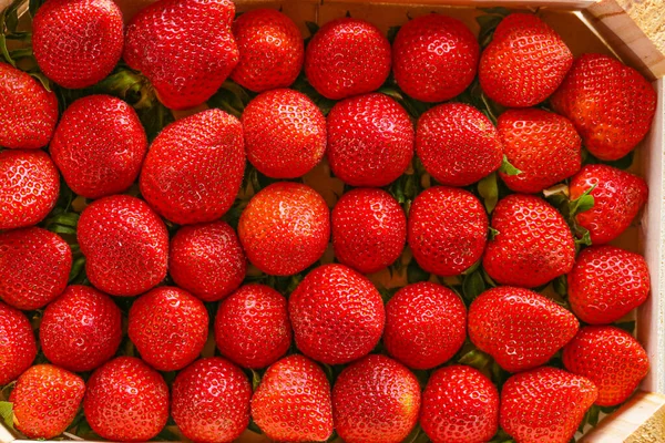 Boîte à fraise.Fraises rouges. Récolte de fraises. Fraises rouges dans une boîte en bois.baies d'été — Photo