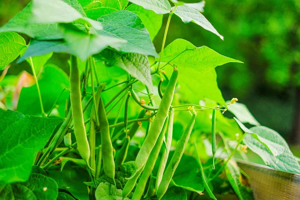 Haricots verts arbustes au soleil dans le jardin.Plantes de haricots sains.Alimentation saine.Source de protéines végétales. Protéines végétaliennes et végétariennes — Photo