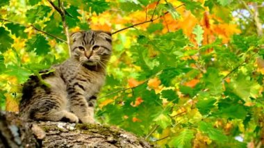 Kedi ve sonbahar. Sonbahar sezonu. Sonbahar bahçesindeki ağaçtaki kedi. Evcil hayvanlar.