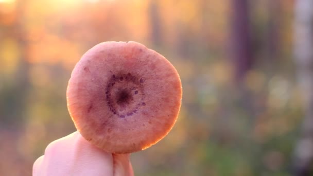 一个女人手里拿着蘑菇,模糊了秋天的森林背景.秋天的时间. — 图库视频影像