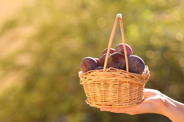 Plums in a basket in female hands in a summer garden.Farm organic bio fruits. plum abundance — стоковое фото