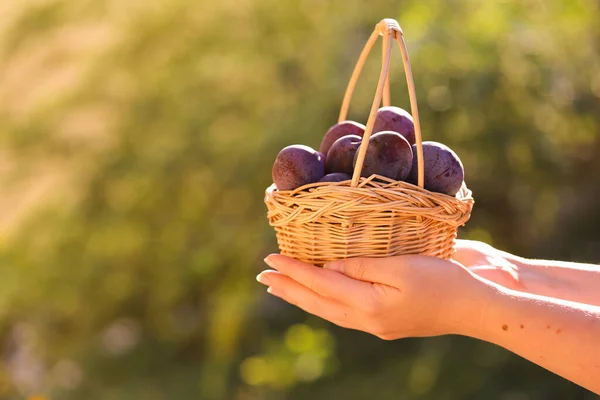 Plums in a basket in female hands in a summer garden.Farm organic bio fruits. plum abundance.Plums harvest. — стоковое фото