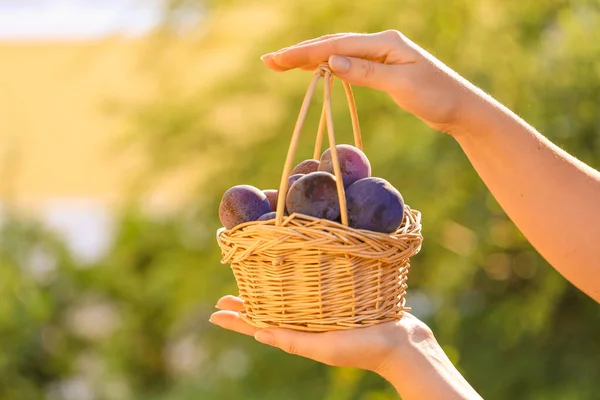 Plums harvest. Plums in a basket in female hands in a summer garden.Farm organic bio fruits. plum abundance — стоковое фото