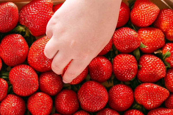 Strawberry box.A child hand takes a strawberry from a box. strawberry season. Strawberry harvest — ストック写真