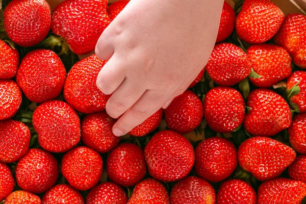 Child hand takes a strawberry from a box.Berry summer season. Strawberry harvest.summer berries — ストック写真