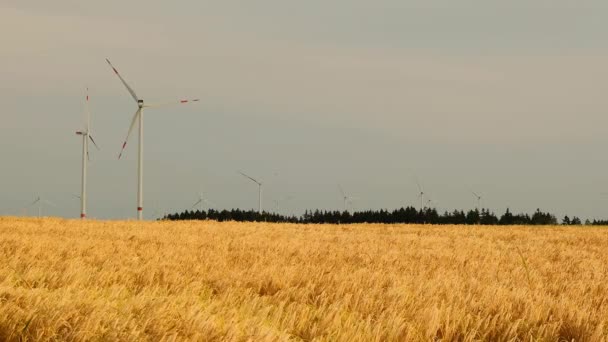 Molinos de viento en un campo de trigo. Trigo maduro y generadores eólicos.Fuentes de energía alternativas.Energía natural. Fuente de energía natural respetuosa con el medio ambiente. — Vídeo de stock