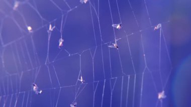 Web 'de ölü sinekler var. Koyu mavi arka planda sinekler var. Fedakarlık sembolü. Karışık durum konsepti.