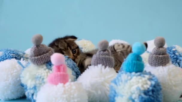 Kotek i zima.Zimowe ubrania dla kotów. Mały szkocki kotek w puszyste miękkie pompony i zimowe dzianiny mini kapelusze na niebieskim tle.Striped szary zabawny kotek i akcesoria zimowe. — Wideo stockowe