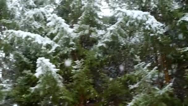 Hóesés a fenyőerdőben. Panoráma. Téli havas erdő.Téli szezon. — Stock videók