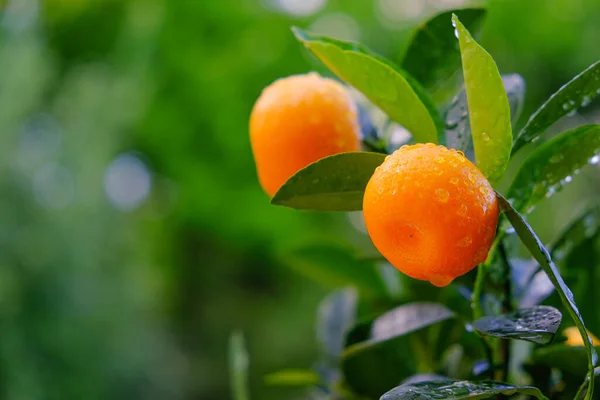 Mandarin gyümölcs egy ágon.Citrus fruit.Tangerine bokor a kertben.Mandarin betakarítás. Természetes biogazdálkodásból származó biogyümölcsök — Stock Fotó