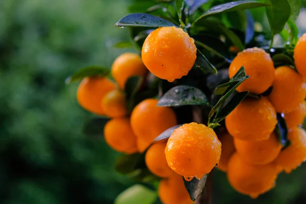 Tangerines bokor a kertben.Mandarin betakarítás. Természetes biogazdálkodásból származó biogyümölcsök.Citrusfélék. — Stock Fotó