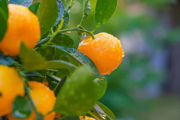 Mandarin gyümölcs egy ágon.Citrus fruit.Tangerine bokor a kertben.Mandarin betakarítás. Természetes ökológiai gazdálkodásból származó gyümölcsök — Stock Fotó