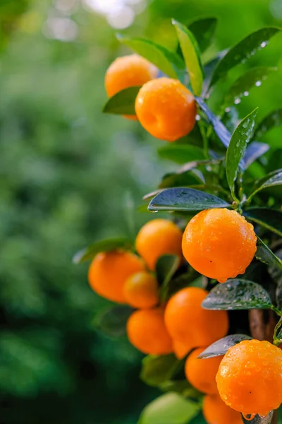 Tangerines bokor a kertben.Mandarin betakarítás. Biotermesztés Bio Fruits.Mandarin gyümölcs egy ágon.Citrus gyümölcs. — Stock Fotó