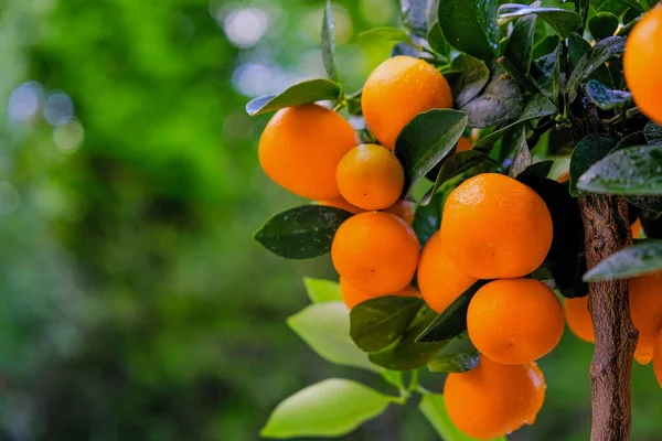 Citrus fruit.Tangerines bokor a kertben.Mandarin betakarítás. Természetes biogazdálkodásból származó biogyümölcsök — Stock Fotó