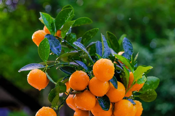 Mandarin egy ágon.Citrus fruit.Tangerine bokor a kertben.Mandarin betakarítás. Természetes biogazdálkodásból származó biogyümölcsök — Stock Fotó