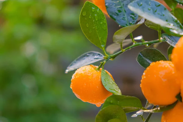 Mandarin gyümölcs egy ágon.Citrus fruit.Tangerine bokor a kertben.Mandarin betakarítás. Szerves természetes gyümölcsök — Stock Fotó